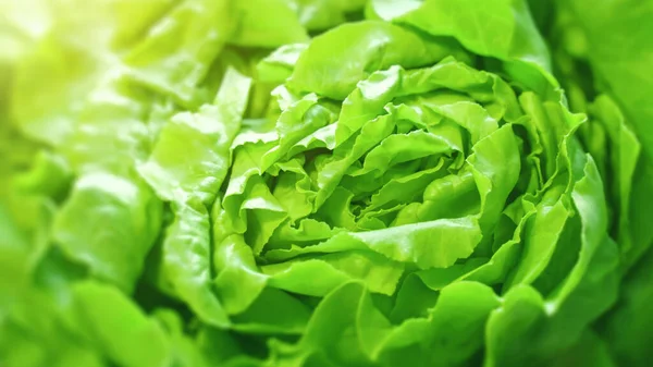 Image Green Lettuce Background Texture Photos De Stock Libres De Droits