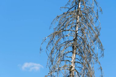 An image of a dry tree global warming symbol