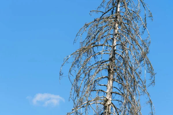 Image Dry Tree Global Warming Symbol — Foto Stock