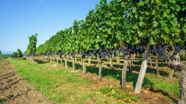 An image of a vineyard at Kaiserstuhl south Germany