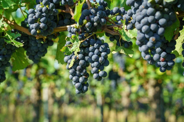 Image Vineyard Kaiserstuhl South Germany — Foto Stock