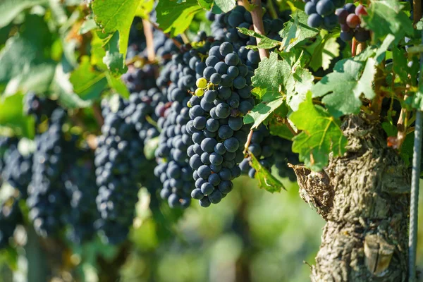 An image of a vineyard at Kaiserstuhl south Germany