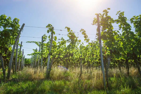 Image Vineyard Kaiserstuhl South Germany — Stock Photo, Image