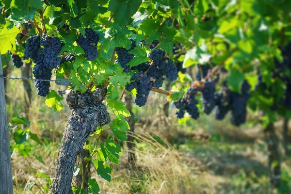 Image Vineyard Kaiserstuhl South Germany — Foto Stock