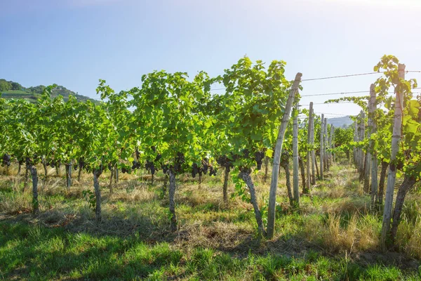 Image Vineyard Kaiserstuhl South Germany — Stockfoto