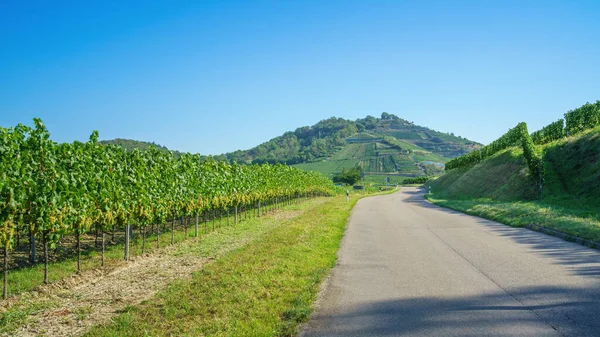 An image of a vineyard at Kaiserstuhl south Germany