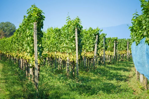 Image Vineyard Kaiserstuhl South Germany — 图库照片#