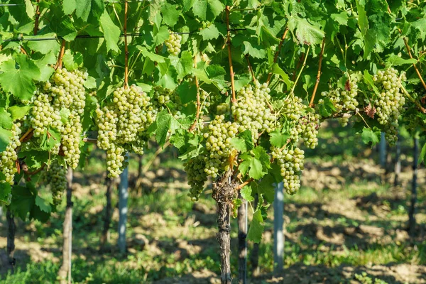 Image Vineyard Kaiserstuhl South Germany — Fotografia de Stock