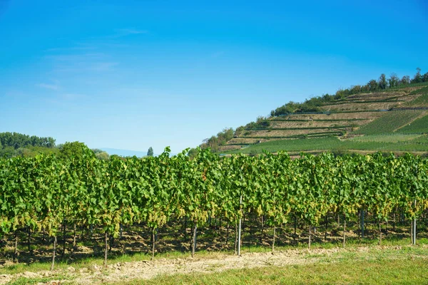 Образ Виноградника Кайзерштуле Юге Германии — стоковое фото
