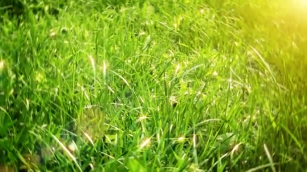 Trawa zielona — Wideo stockowe