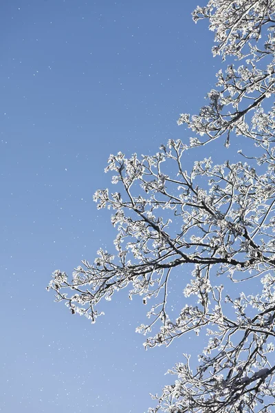 Winter branch — Stock Photo, Image