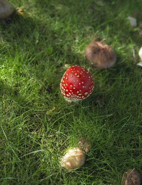 飞Agaric — 图库照片