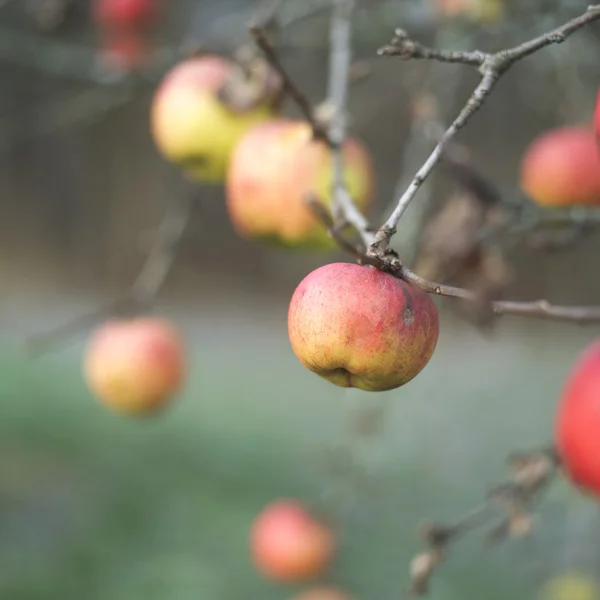 Manzanas — Foto de Stock