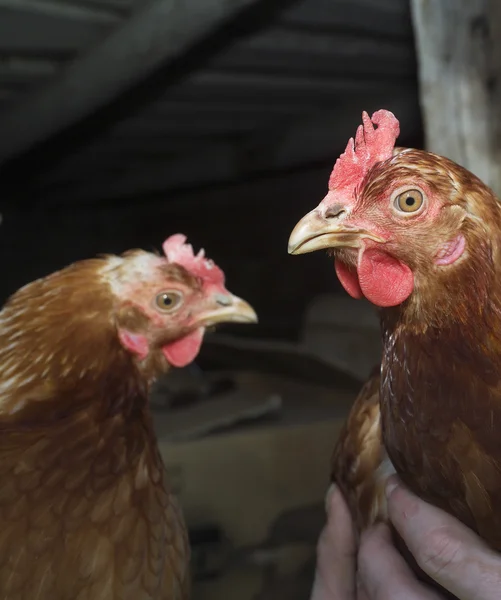 Gallo — Foto de Stock