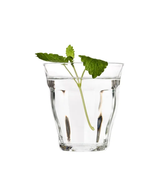 Water with Lemon Balm — Stock Photo, Image