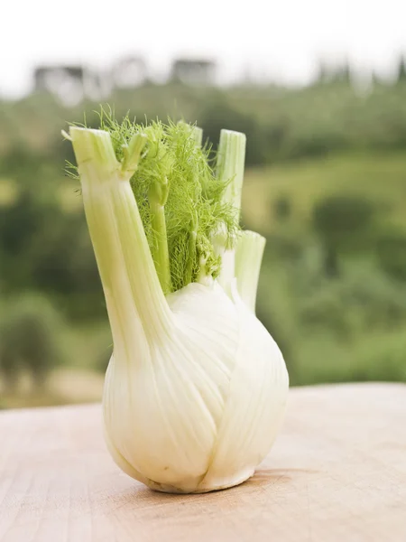 Fennel — Stock Photo, Image