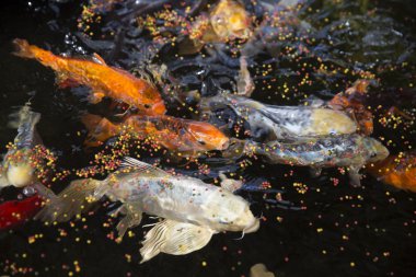 goldfishes