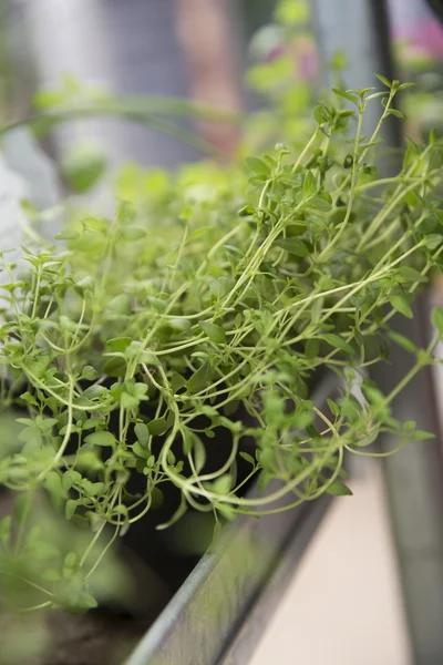 Oregano — Stock Photo, Image