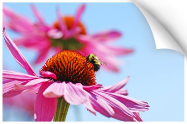 Kağıt resmi illustion, coneflower üzerinde bir yaban arısı