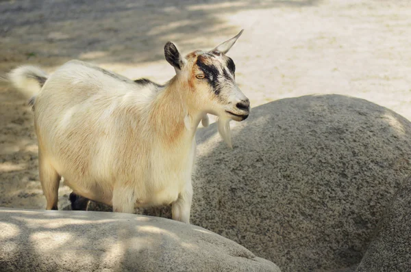 Roztomilý creme barva koza — Stock fotografie