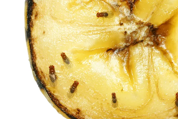 Fruit flies on rotting banana — Stock Photo, Image