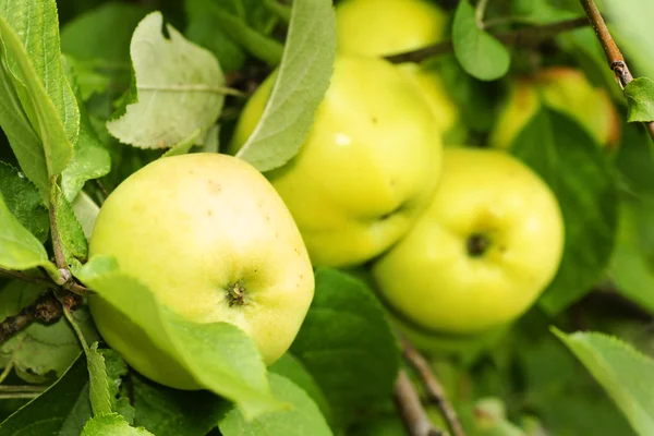 Yellow apples in tree — Stock Photo, Image