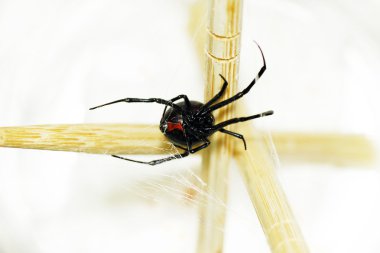Belly of a black widow spider clipart