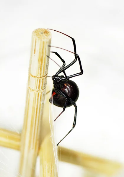 Вид збоку чорної вдови павук — стокове фото