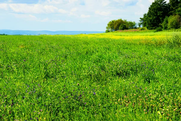 Alfalfa fältet i blom — Stockfoto