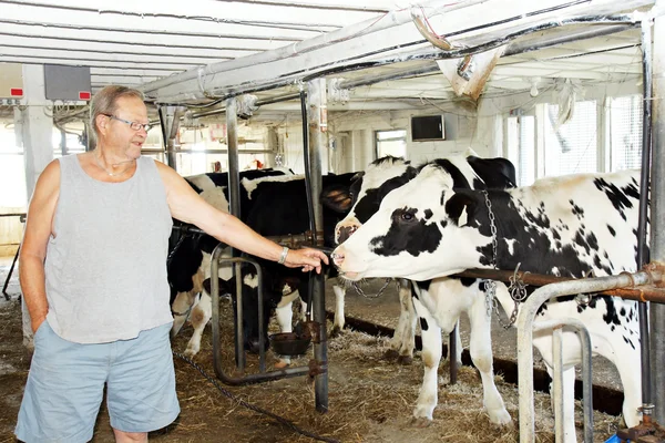 Uomo anziano con mucche — Foto Stock