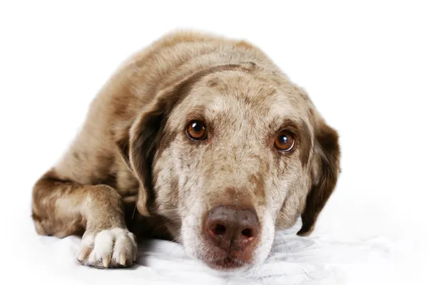 kahverengi gözlü köpek portresi