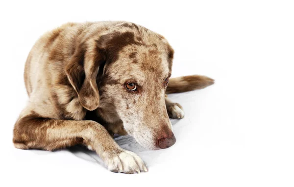 सुंदर पण लाजाळू कुत्रा — स्टॉक फोटो, इमेज