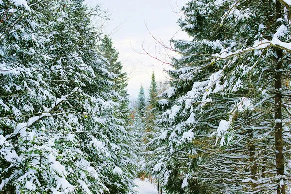 Χειμερινό δάσος τοπίο — Φωτογραφία Αρχείου