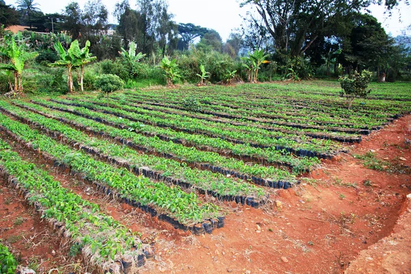 Gran vivero de café africano —  Fotos de Stock