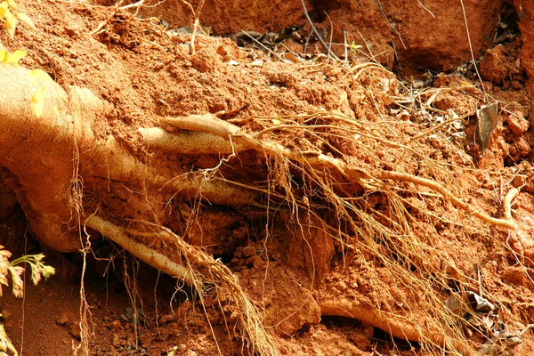 Raíces de un árbol caído — Foto de Stock