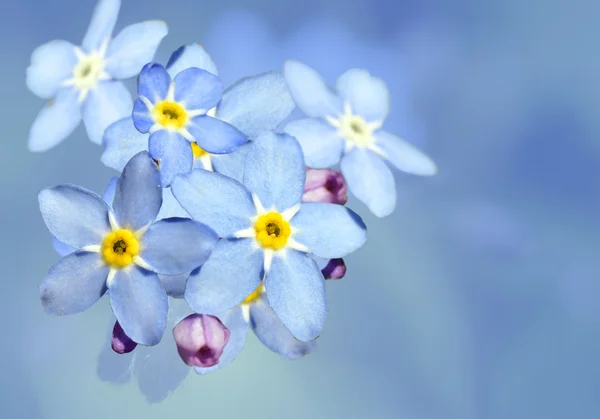 Förgätmigej blomma över blå — Stockfoto