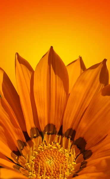 Fond de fleur orange vif — Photo