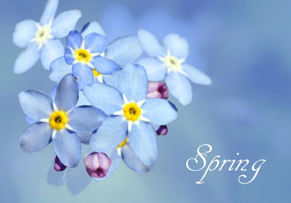 Forget-me-not bloem over blauw — Stockfoto