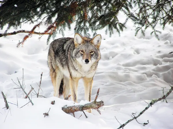 Wild coyote — Stock Photo, Image