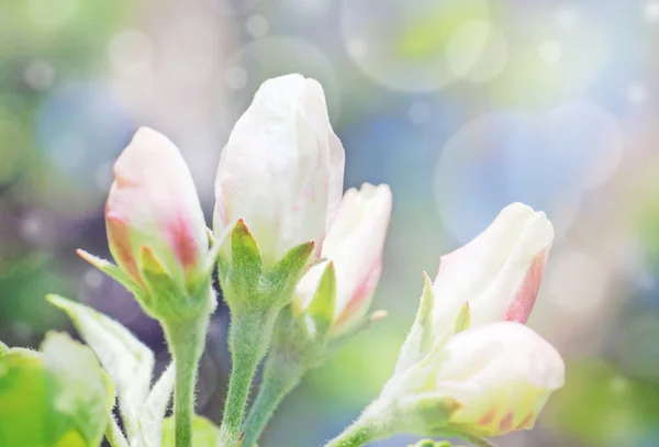 Apple tree flower buds bokeh — Stock Photo, Image