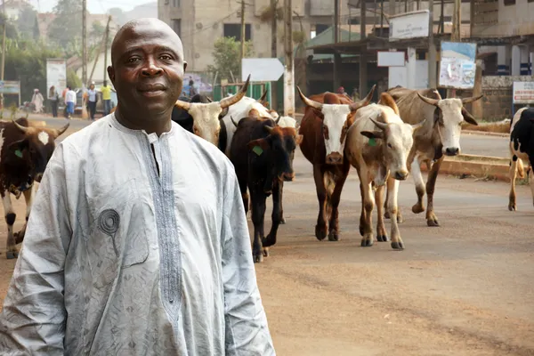 African cattle farmer — Stock Photo, Image