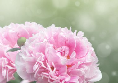 rüya gibi pembe peonies