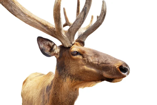 Elk portrait on white — Stock Photo, Image