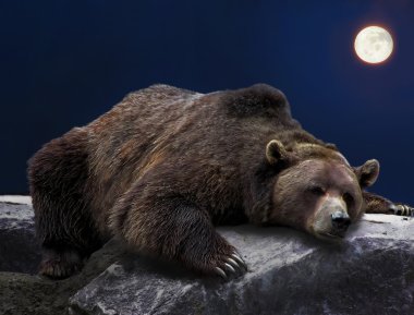 Sleeping grizzly bear clipart