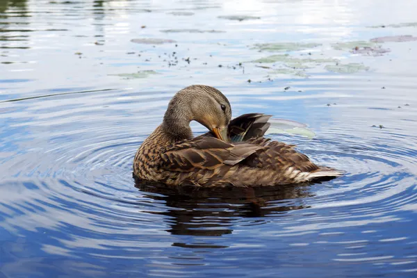 Preening ánade real —  Fotos de Stock