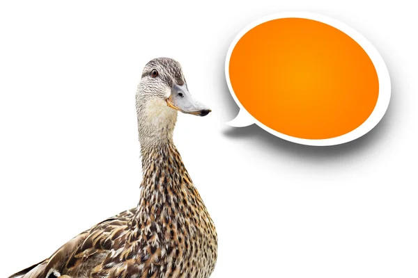 Mallard duck with speech bubble — Stock Photo, Image