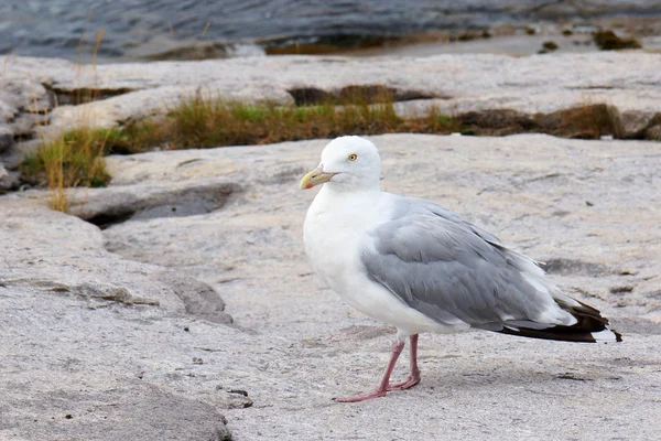 Zilvermeeuw — Stockfoto