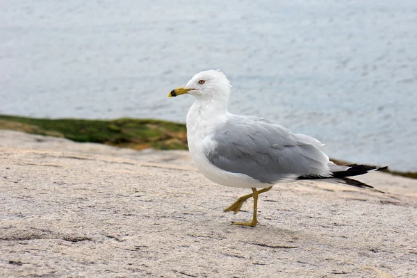 Ringsnavelmeeuw — Stockfoto