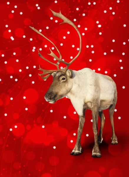 Caribou reindeer on red — Stock Photo, Image