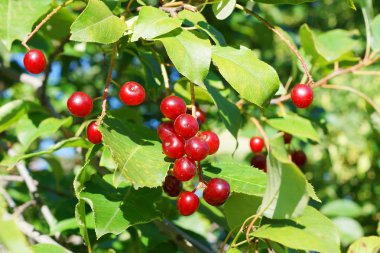 Ripe cherries in tree clipart